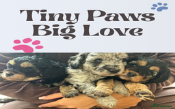 Cavapoo dogs for sale: 🌟HEALTH TESTED F1B CAVAPOO MERLE STUNNING PUPPIES - Image 1
