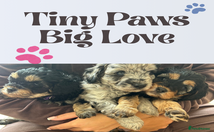 Cavapoo dogs - Advert 1