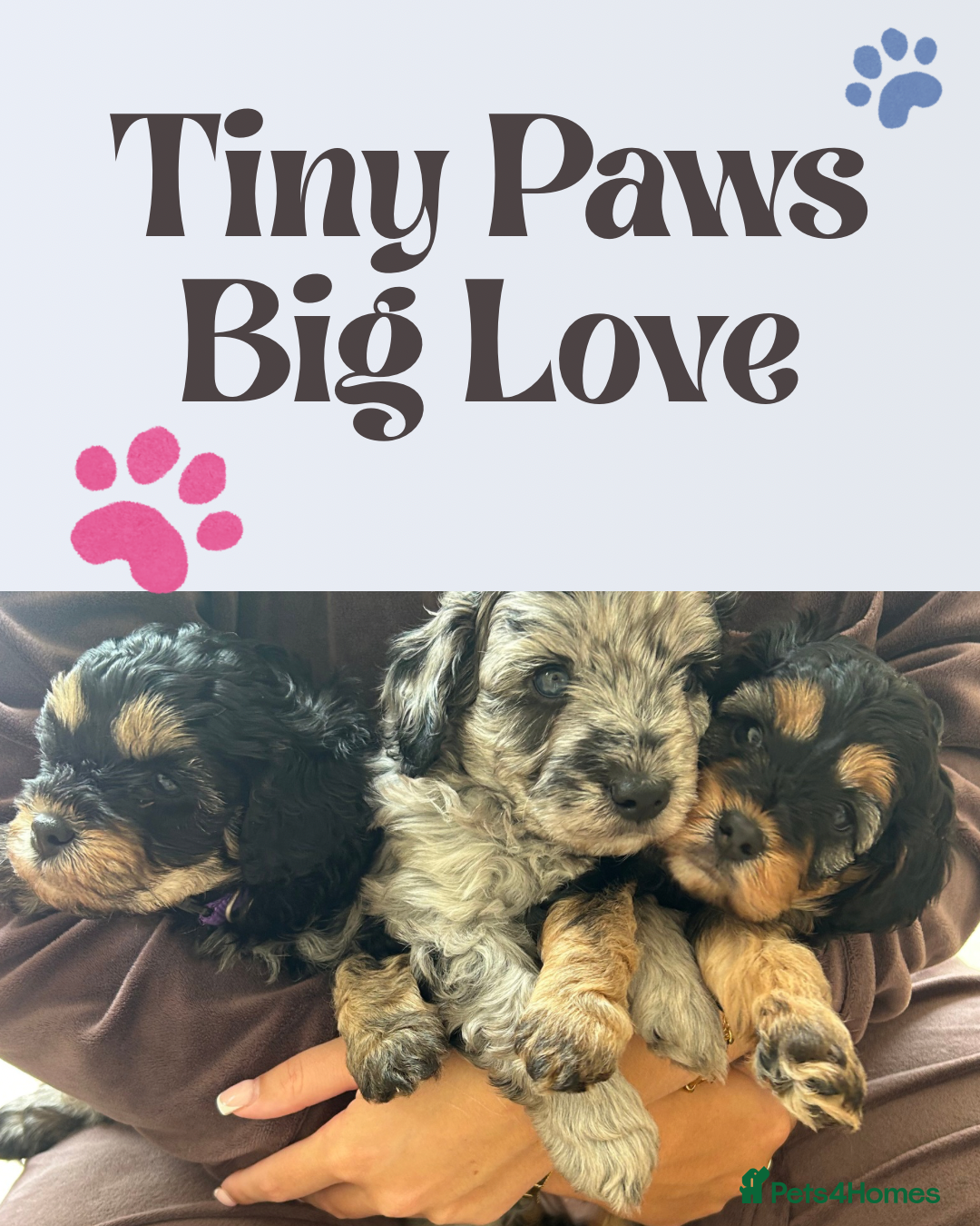 Cavapoo dogs for sale: 🌟HEALTH TESTED F1B CAVAPOO MERLE STUNNING PUPPIES - Image 1