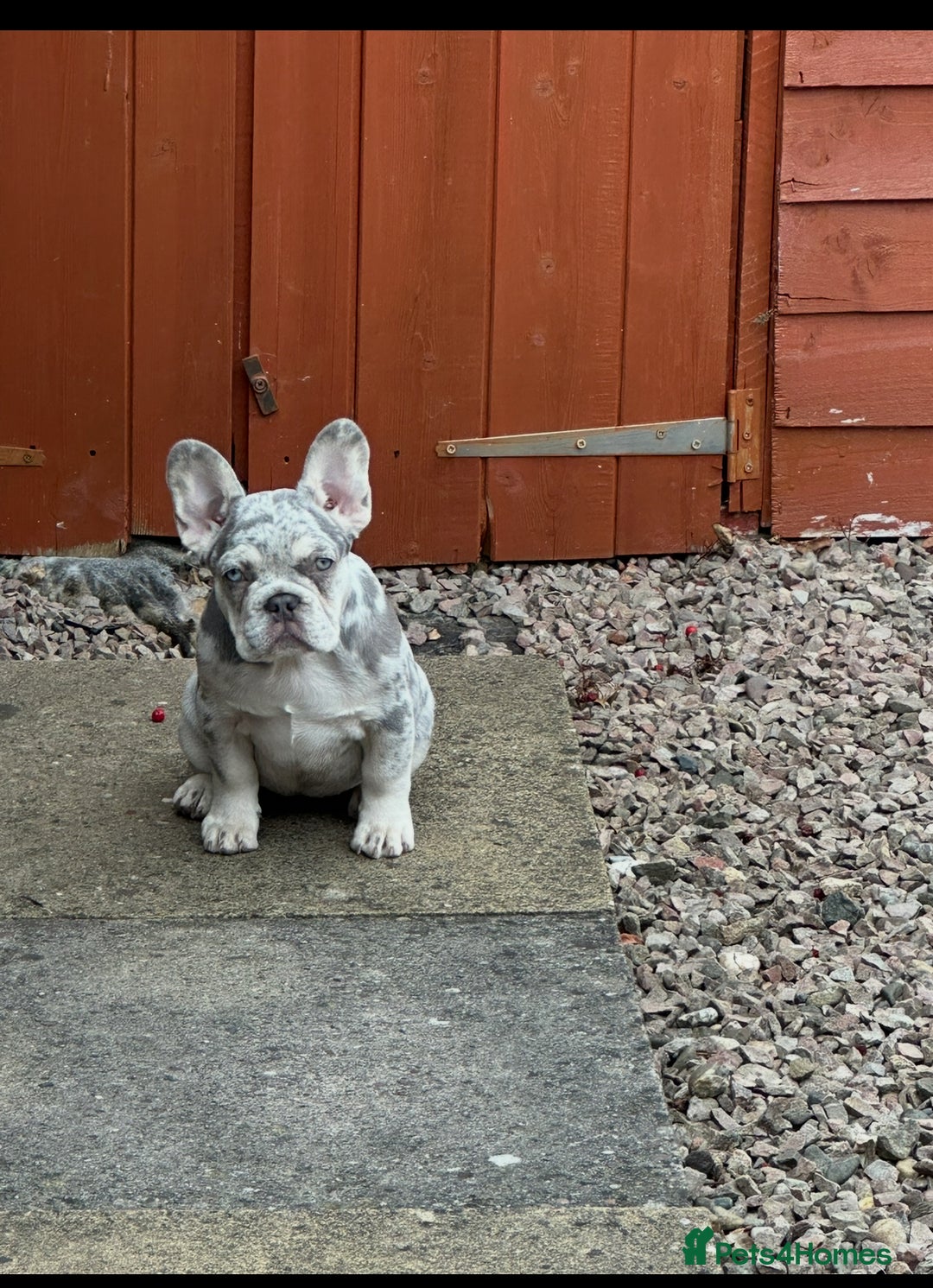 French Bulldog dogs for sale: French bulldog “fluffy” - Advert 23
