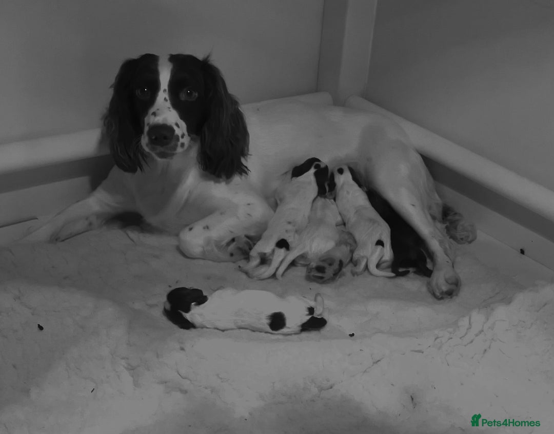 Cocker Spaniel dogs for stud: Chocolate Working Cocker for Stud  - Image 7