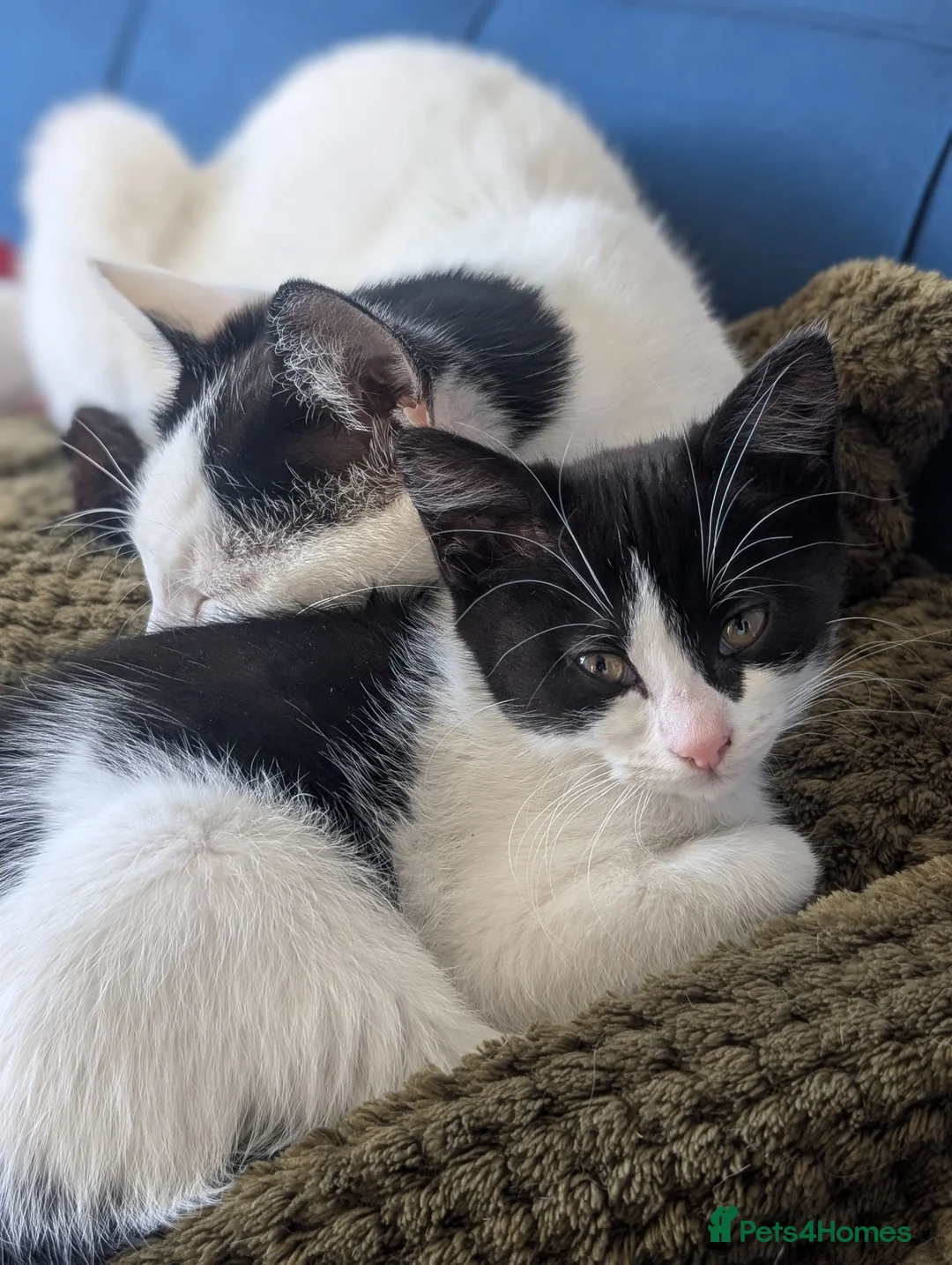 Domestic Shorthair cats for sale: 2 female kittens - Advert 2