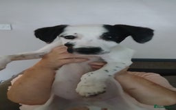 Mixed Breed dogs for sale: patterdale collie x  - Image 3