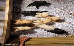 Labradoodle dogs for sale: F1b labradoodle,  back cross to a labrador - Image 19