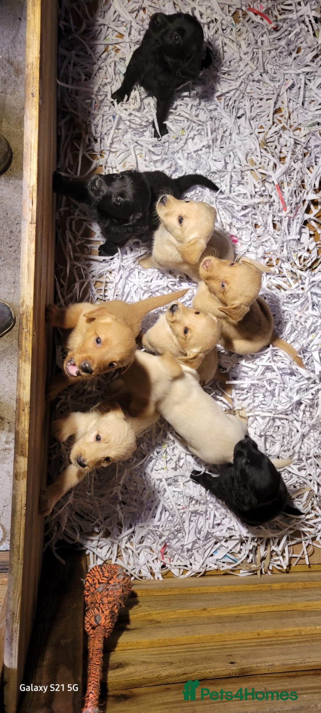 Labradoodle dogs for sale: F1b labradoodle,  back cross to a labrador - Image 19