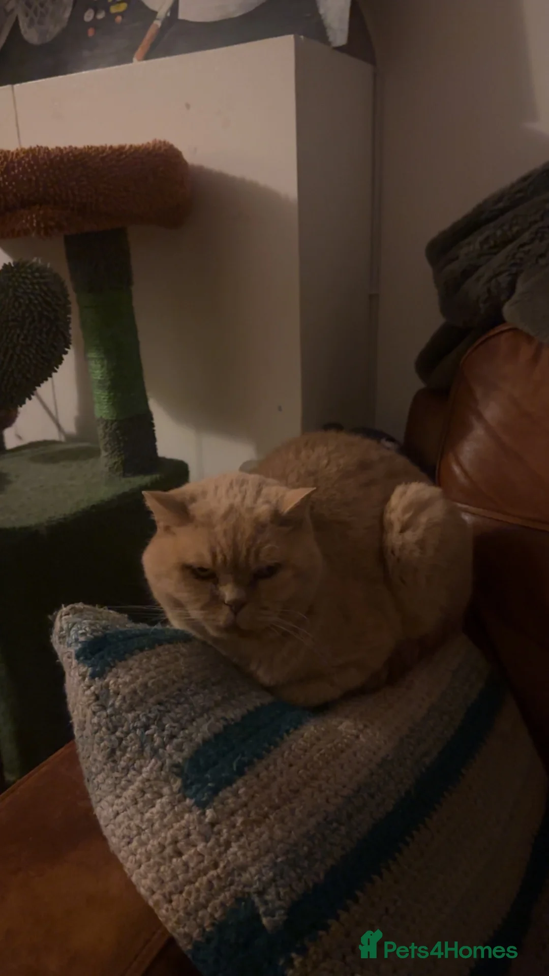 British Shorthair cats for sale: Custard Cat for new home  - Advert 2