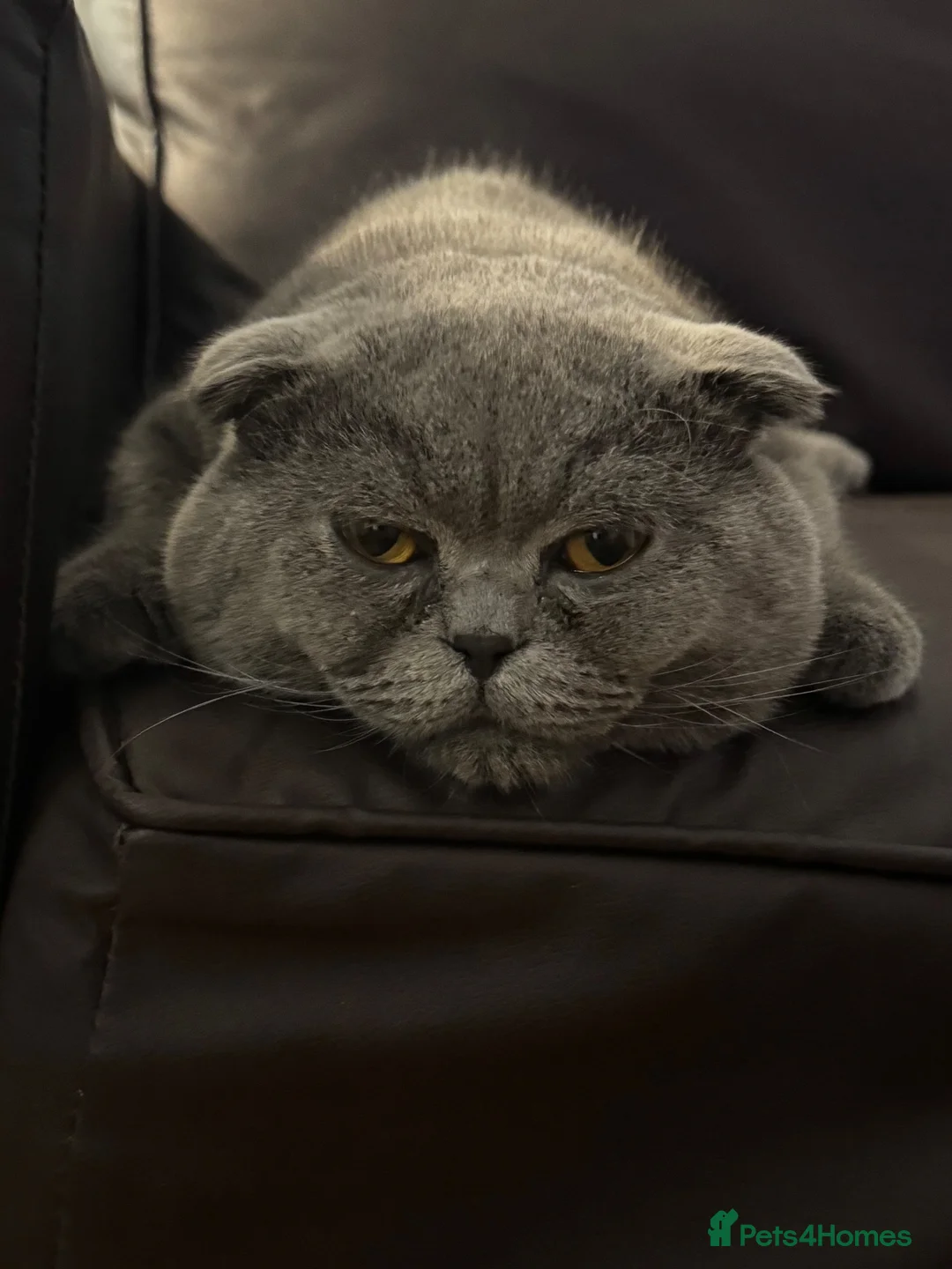 Scottish Fold cats for sale: Lovely domestic shorthair cat needing new home in Welwyn Garden City - Advert 2
