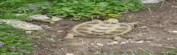 Tortoise reptiles for sale: Horsefield tortoises female  in Wrexham - Advert 7
