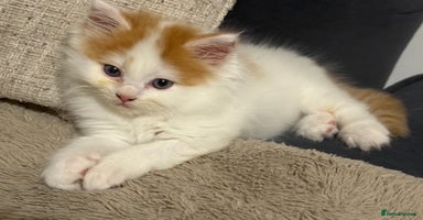 Persian cats - Advert 12
