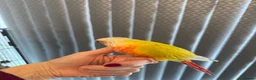 Conures birds for sale: Pineapple conure for sale with cage - Advert 9