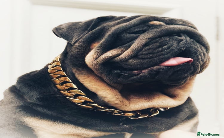 English Bulldog dogs - Advert 18