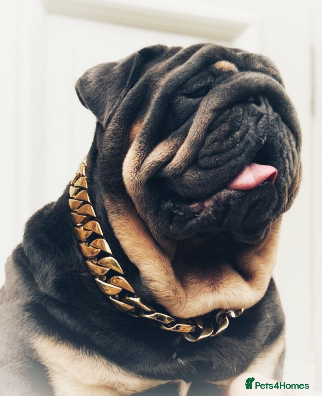 English Bulldog dogs for stud: REGGIE ( MAIN MAN KNUCKLES ) - Image 1