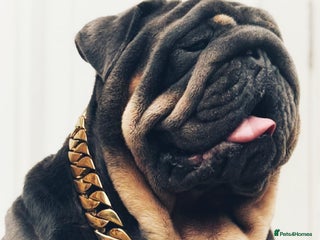 English Bulldog dogs REGGIE ( MAIN MAN KNUCKLES ) - Advert 12