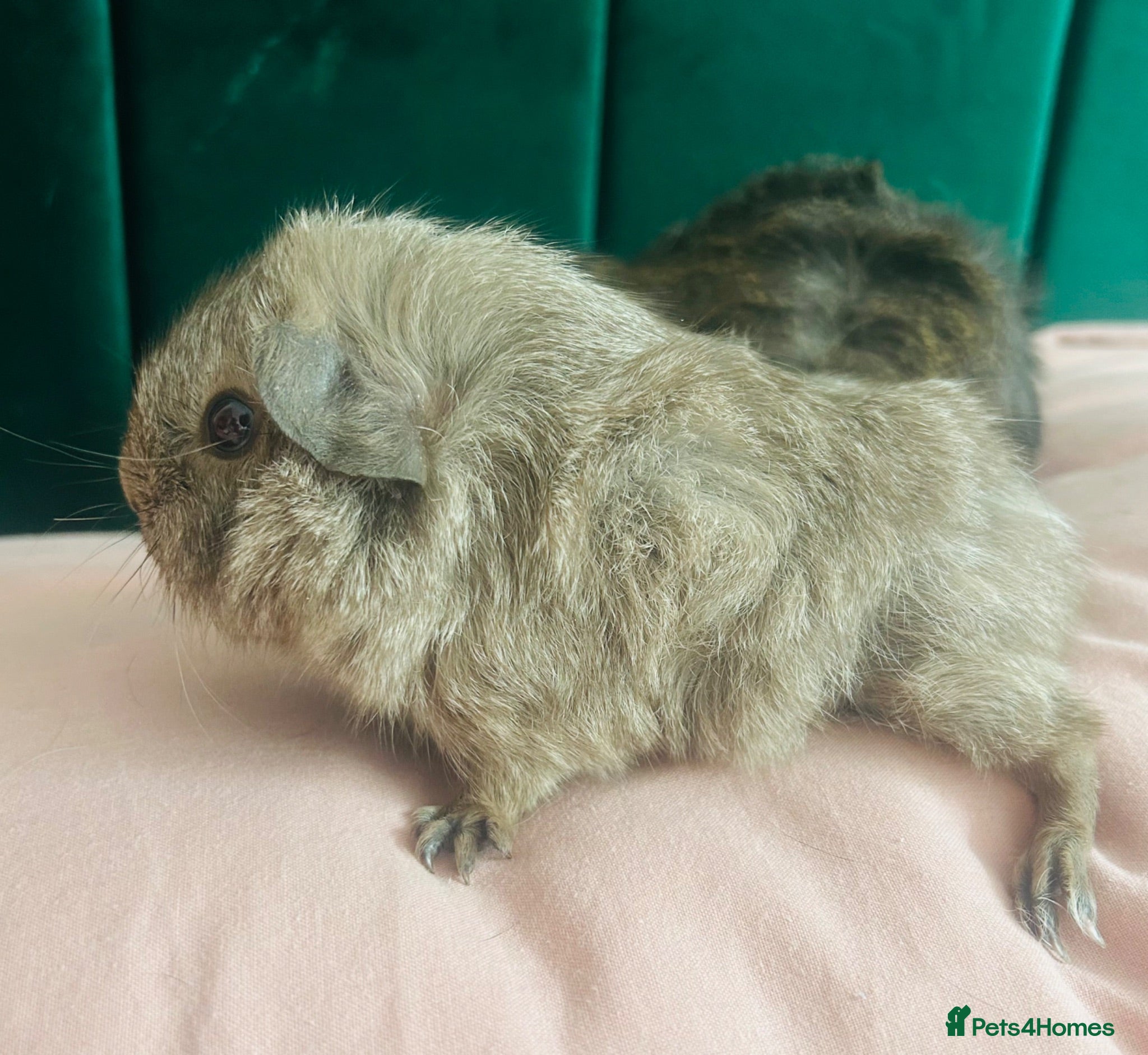 Guinea Pig rodents Skinny and Funky haired guinea pigs for sale - Advert 18