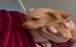 Labrador Retriever dogs for sale: KC registered Labrador puppies - Image 23
