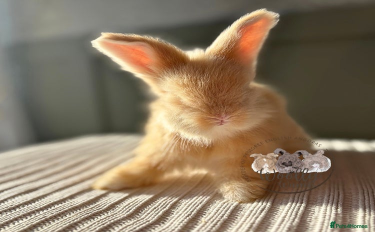 Angora rabbits Fully Vaccinated Pedigree Angoras Ready to Reserve - Advert 10