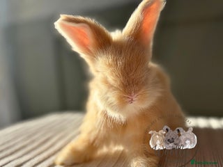 Angora rabbits Fully Vaccinated Pedigree Angoras Ready to Reserve - Advert 14