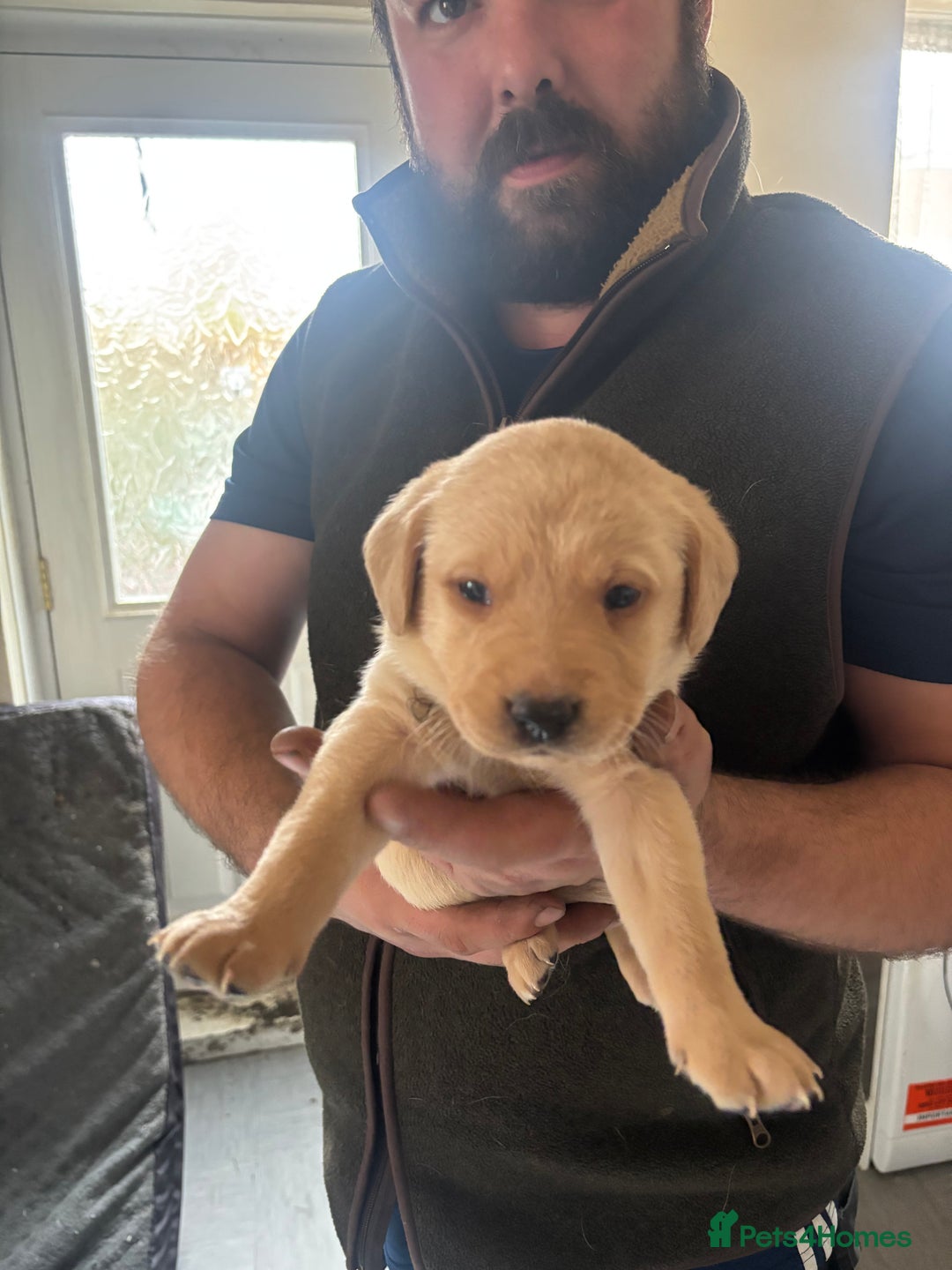 Labrador Retriever dogs for sale: Fox red Labrador - Advert 11