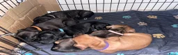 Mixed Breed dogs for sale: Sprocker spaniel x Frenchie-Pei  - Advert 5