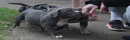 American Bully dogs for sale: READY NOW 9 beautiful ABKC pocket bullies - Advert 3