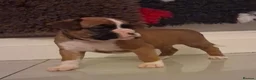 Boxer dogs for sale: BOXER KC REGISTERED PUPPIES AVAILABLE  - Advert 8