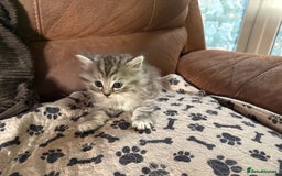 Persian cats for sale: Persian x kittens , 2 separate litters - Advert 18