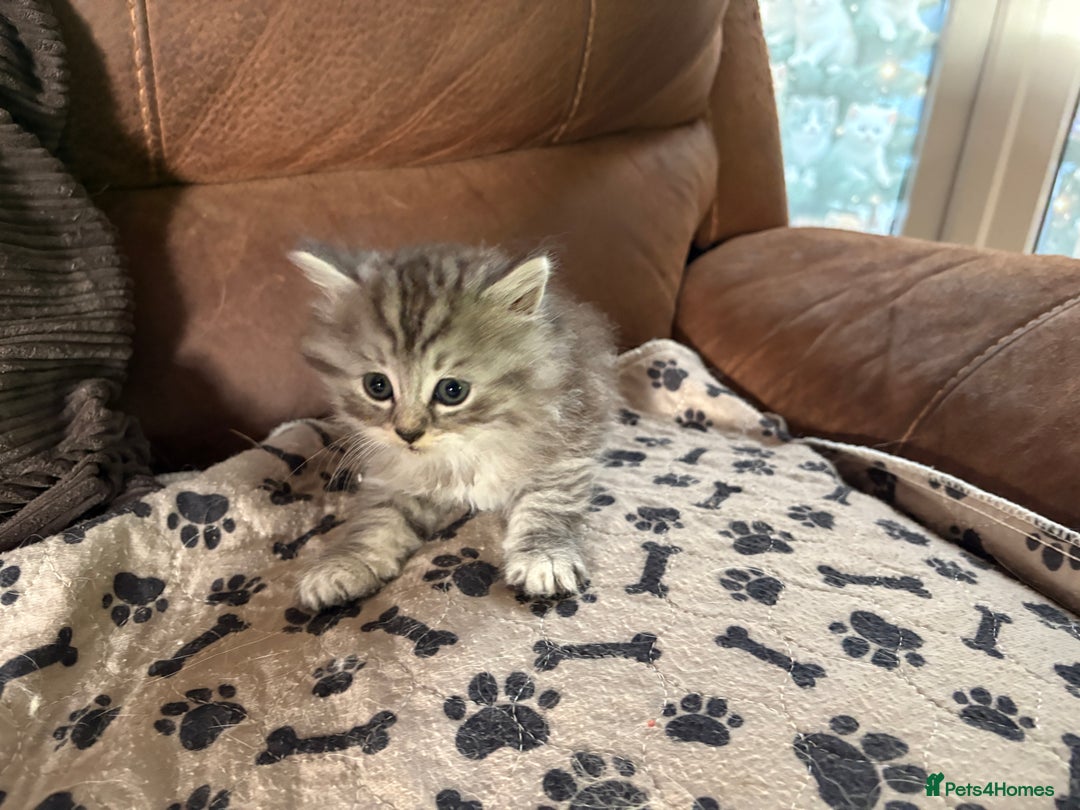 Persian cats for sale: Persian x kittens , 2 separate litters - Advert 18