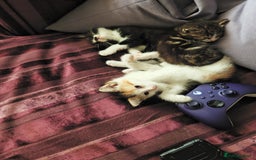 Khao Manee cats for sale: Mixed price Khao Manee kittens  - Image 31