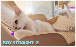 Scottish Fold cats for sale: Scottish Fold Kittens (Delivery  available) - Image 7