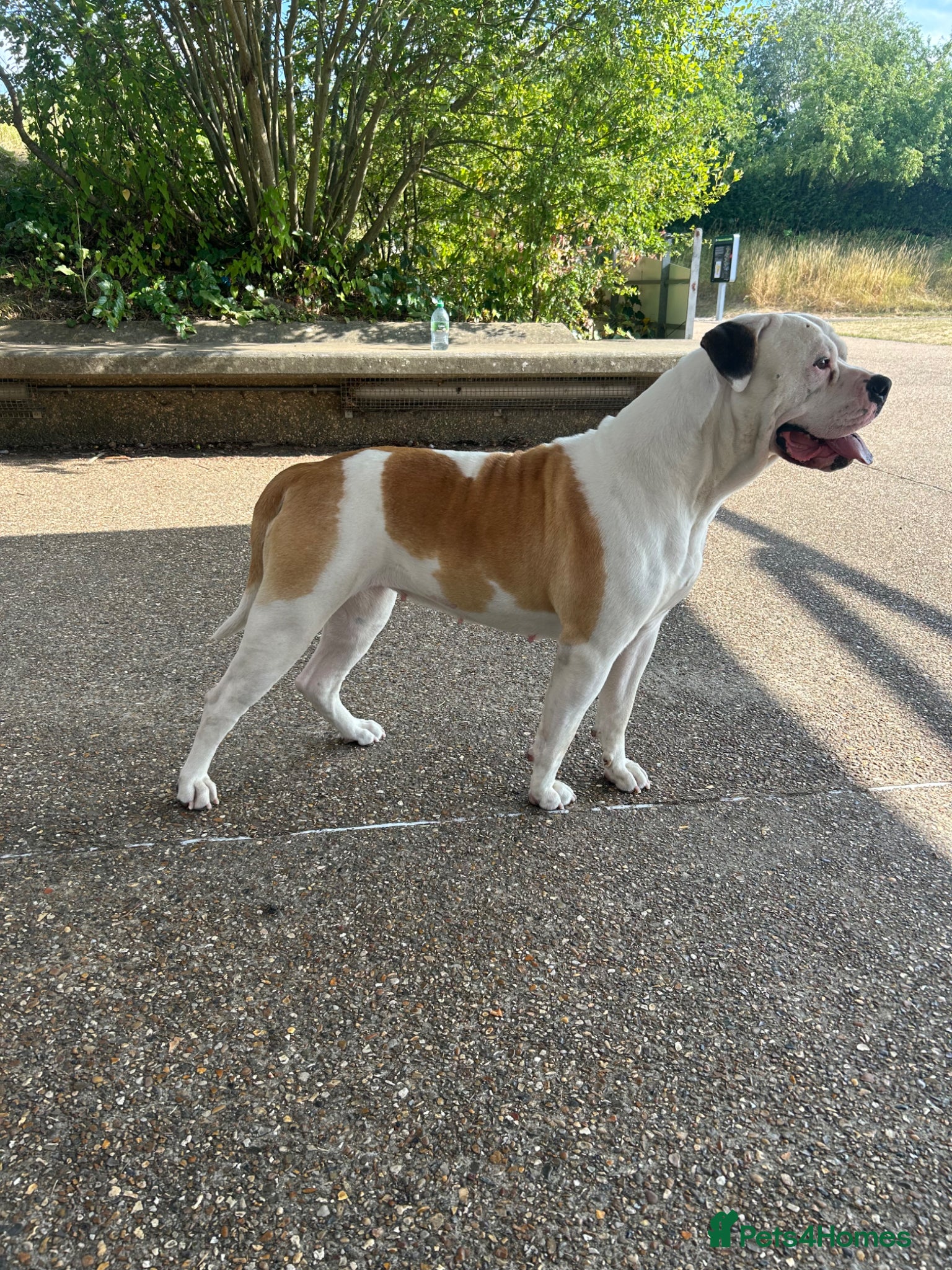 American Bulldog dogs for sale: American bulldog Scott type female 3 years old - Advert 2