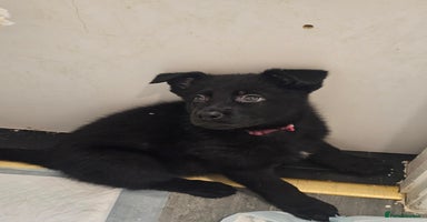 German Shepherd dogs - Advert 12