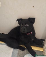 German Shepherd dogs - Advert 3