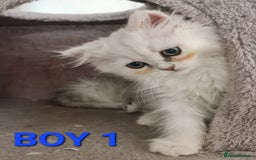 Persian cats for sale: READY NOW Persian Chinchilla kittens - Image 4