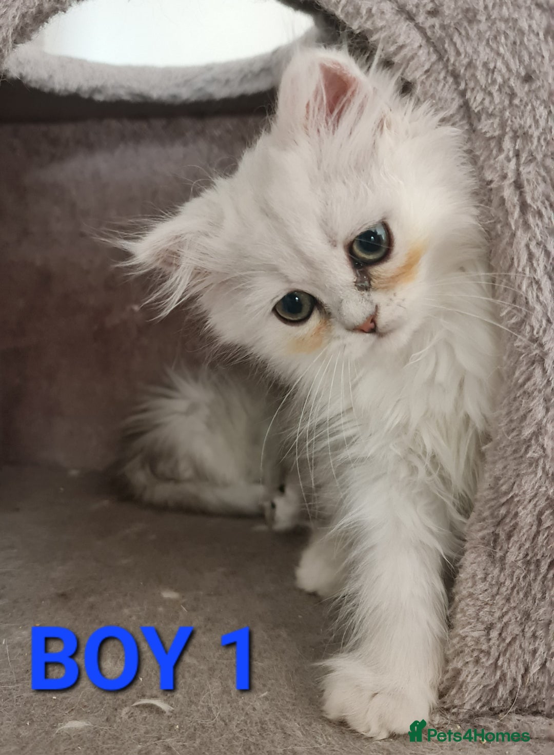 Persian cats for sale: READY NOW Persian Chinchilla kittens - Image 4