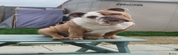 Olde English Bulldogge dogs for sale: Olde English bulldog  - Advert 1