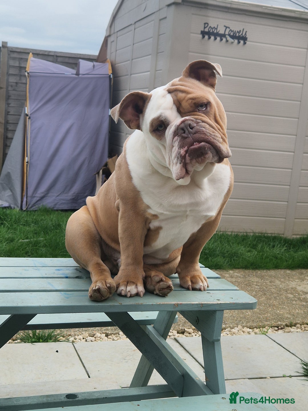 Olde English Bulldogge dogs for sale: Olde English bulldog  - Advert 1