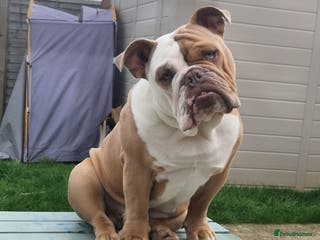 Olde English Bulldogge dogs Olde English bulldog - Advert 9