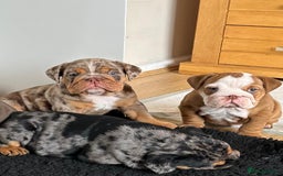 English Bulldog dogs for sale: Amazing litter of English bulldogs - Image 9