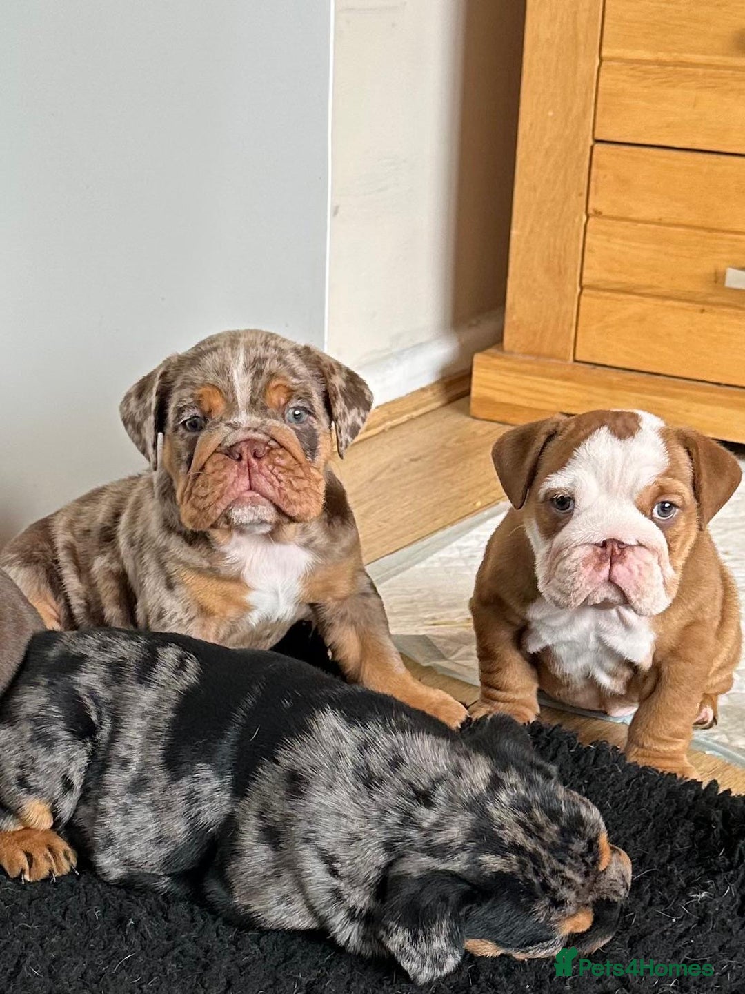 English Bulldog dogs for sale: Amazing litter of English bulldogs - Image 9