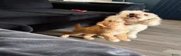 Mixed Breed dogs for sale: Toy/ miniature poodle  - Advert 6