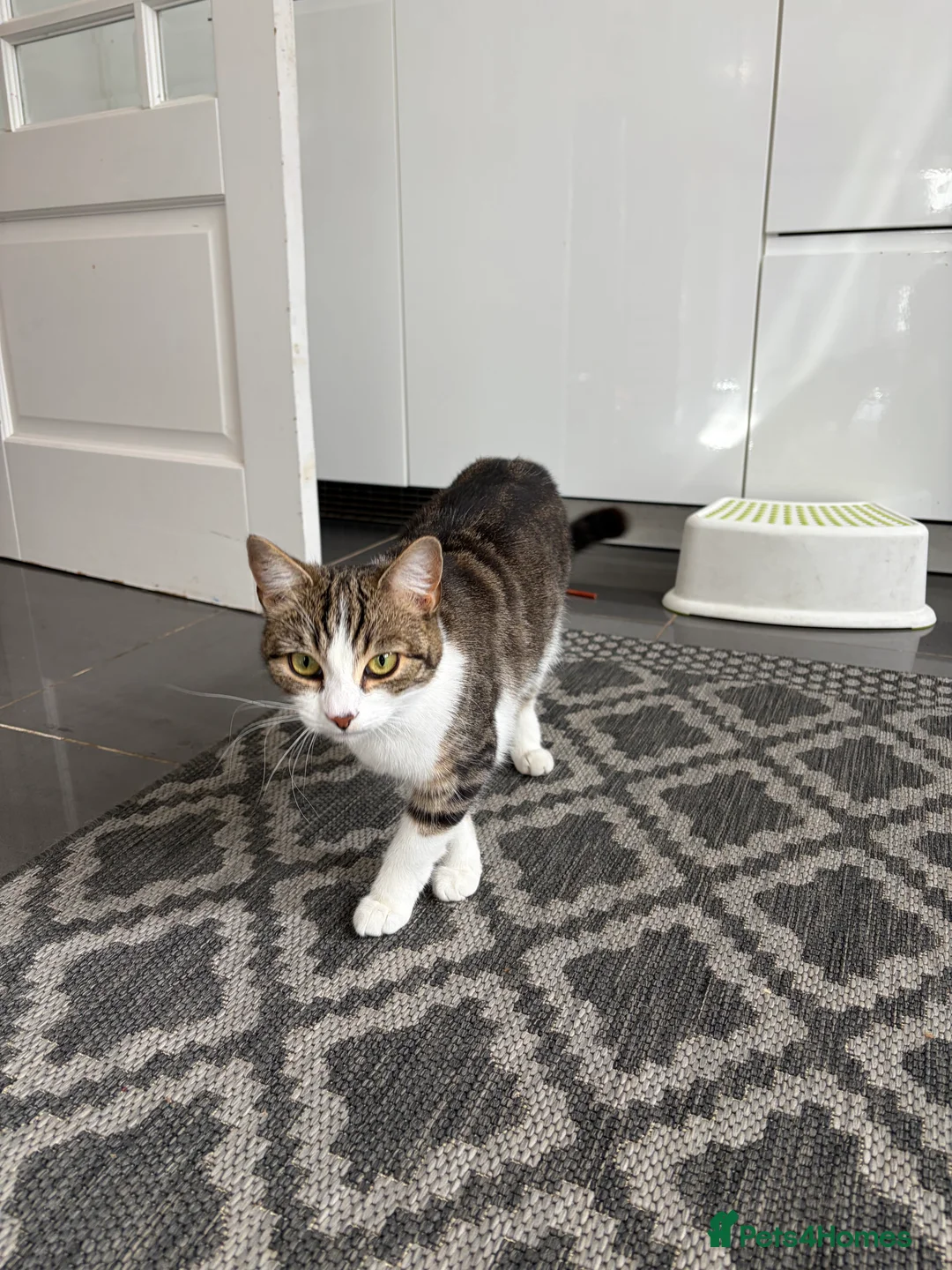 Bengal cats for sale: Cat      - Advert 4