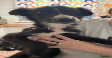 Mixed Breed dogs Collie cross pups  - Advert 10