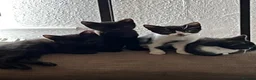 Mixed Breed cats for sale: 4 Adorable Kittens For Sale in Ilkeston - Advert 7