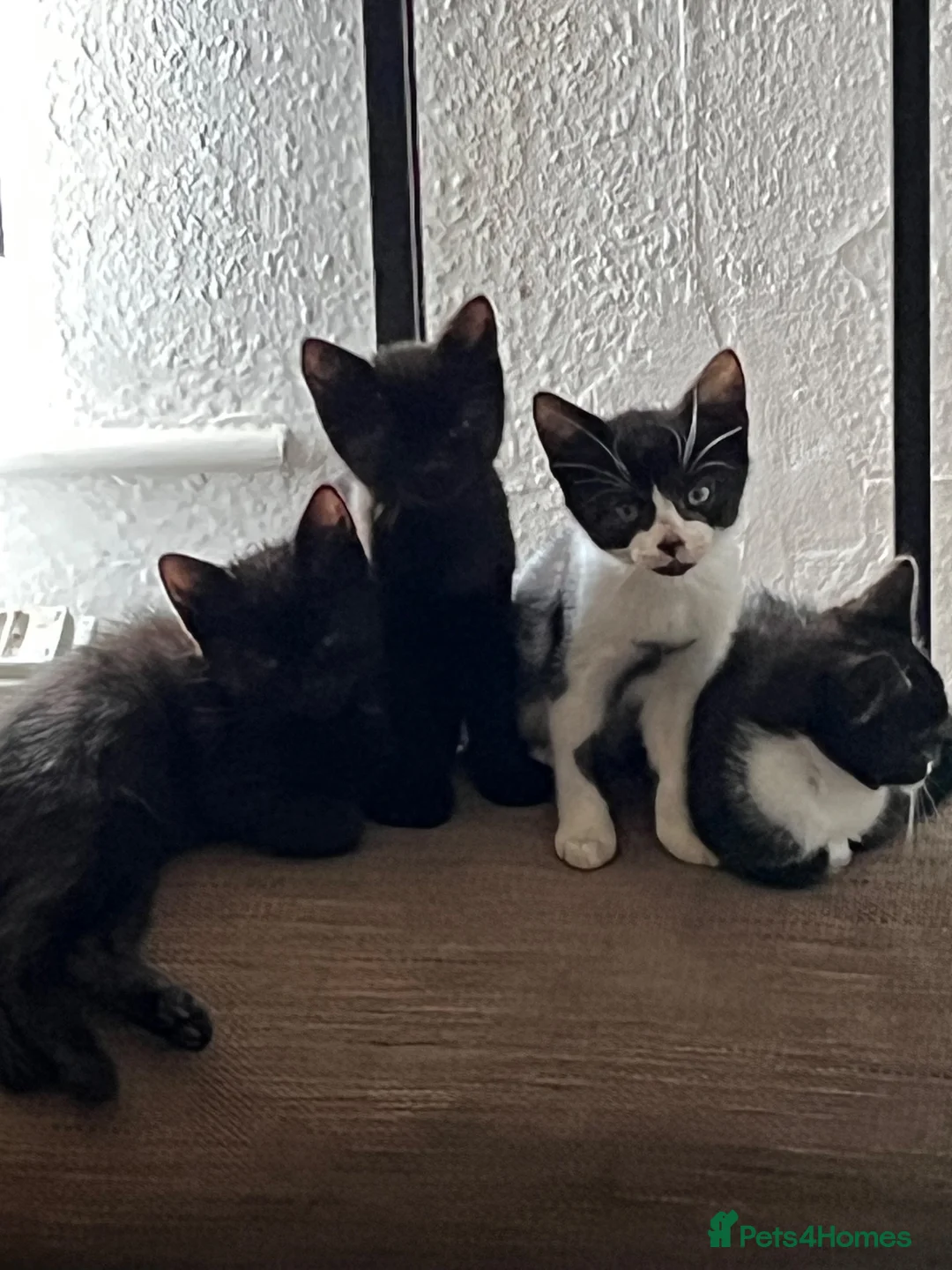 Mixed Breed cats for sale: 4 Adorable Kittens For Sale in Ilkeston - Advert 7