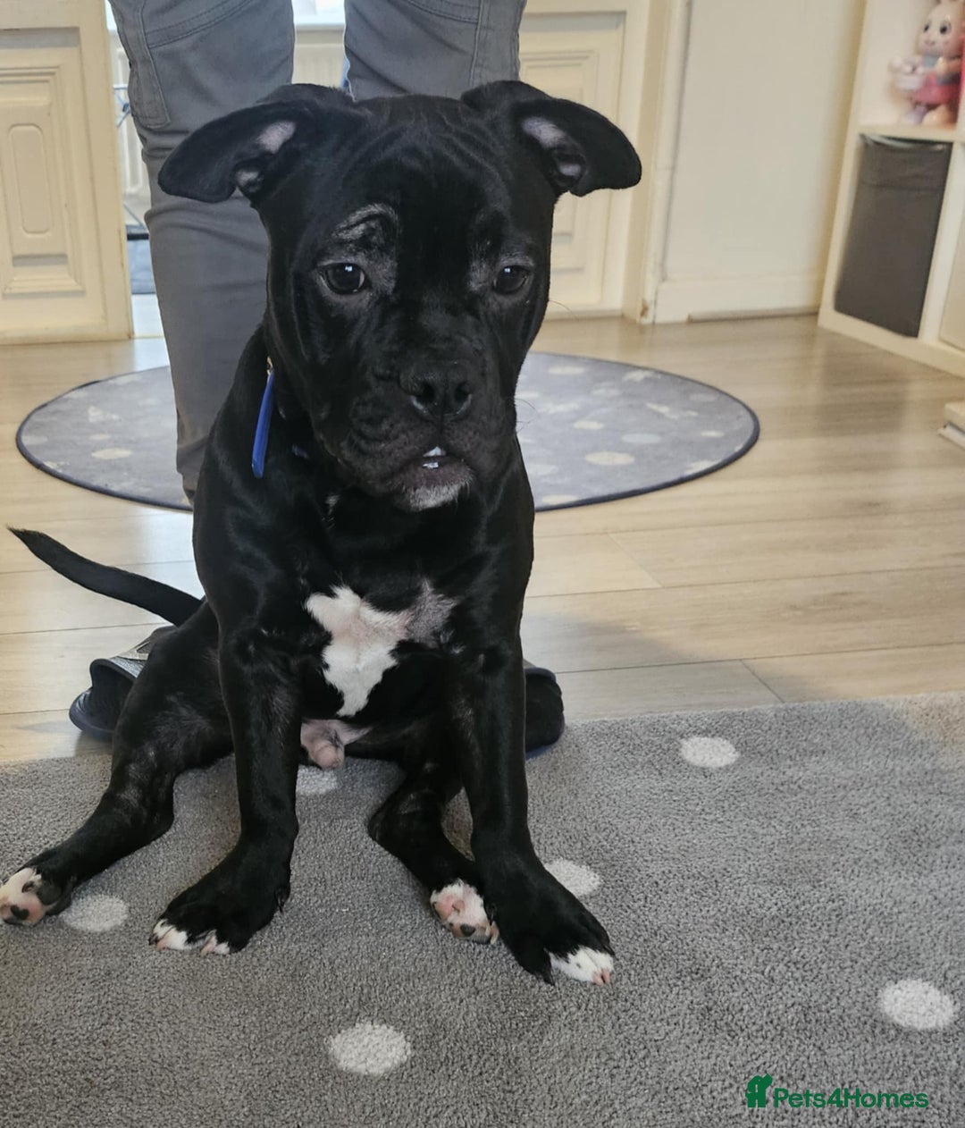 Mixed Breed dogs for sale: Wonderful dog for sale - Advert 27