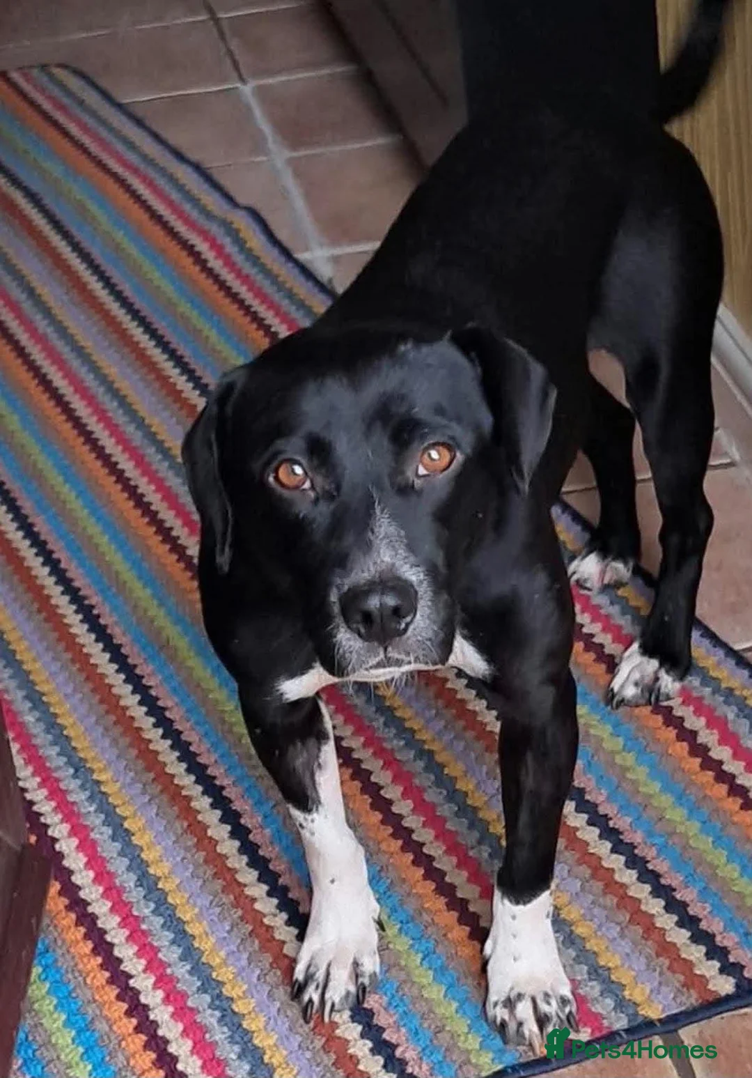 Mixed Breed dogs for adoption: Meet Nora ❤️  in Manchester - Advert 2