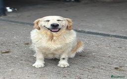 Golden Retriever dogs for sale: One in a million KC Golden Retriever H/Tested!!  - Image 4