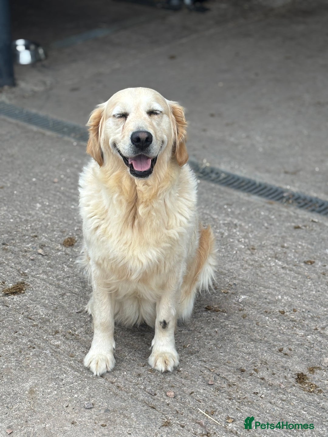 Golden Retriever dogs for sale: One in a million KC Golden Retriever H/Tested!!  - Image 4