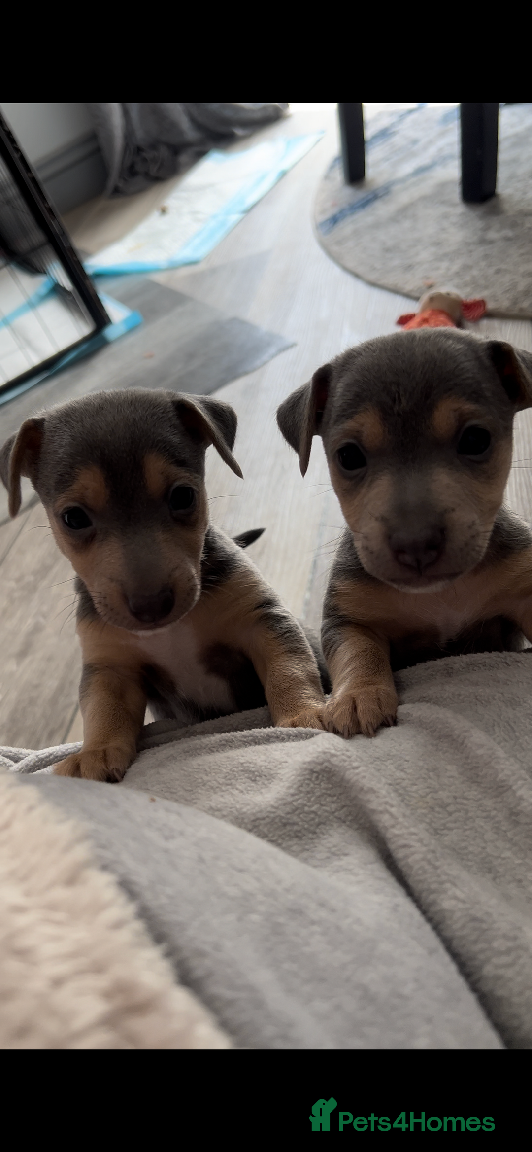 Jack Russell dogs for sale: DONJACKS PUPPIES ON THE WAY!! - Advert 12