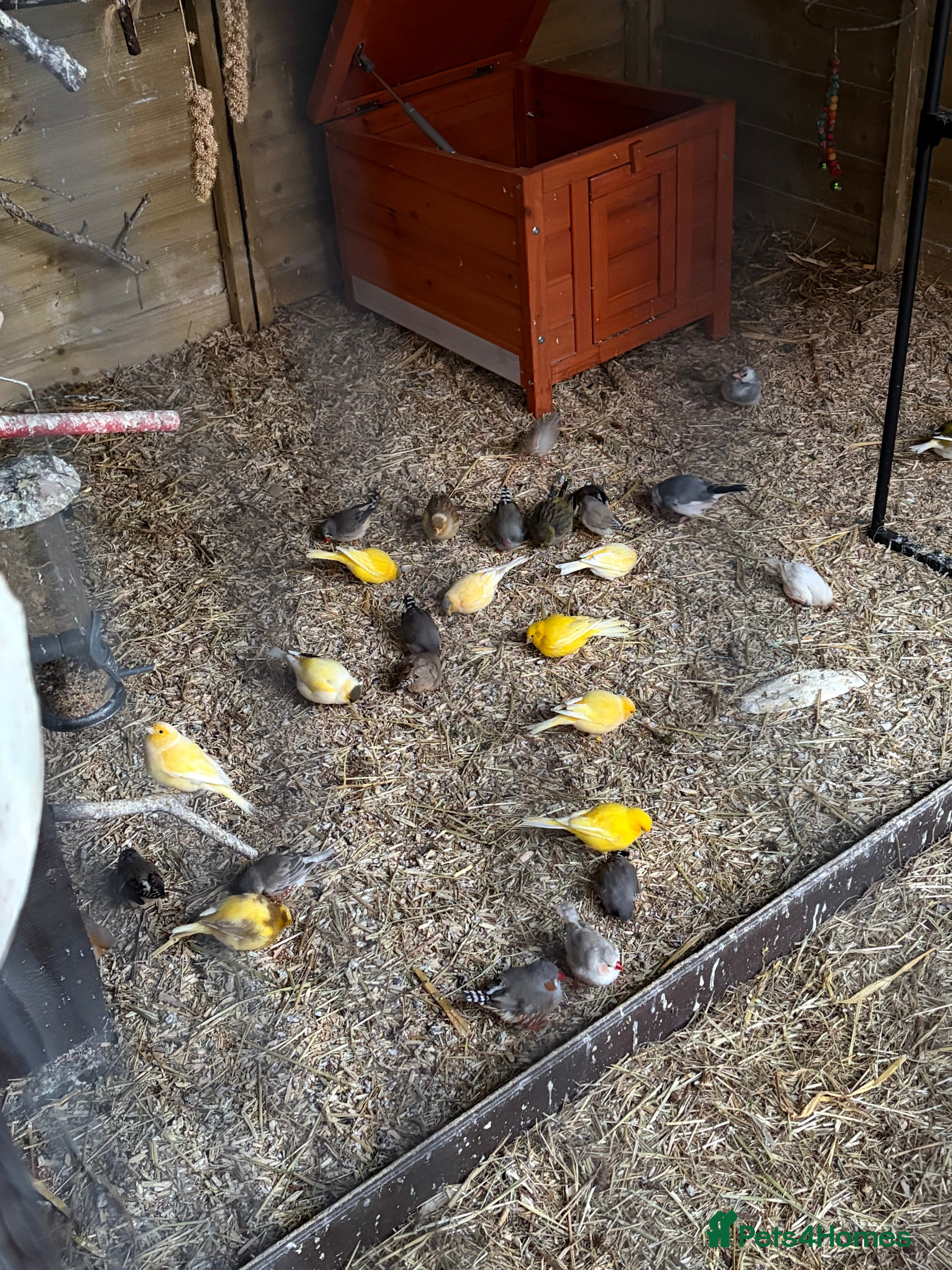 Canaries birds Canneries and zebra finches and Java sparrows  - Advert 1